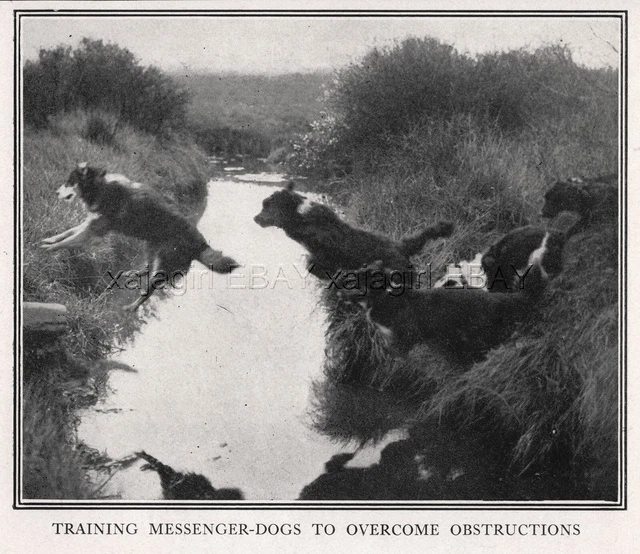 DOG Border Collie War Dog Agility Training, Jumping Trench, Rare Antique Print