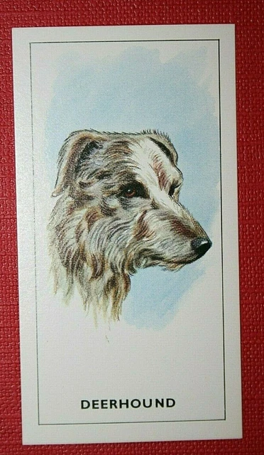 SCOTTISH DEERHOUND  Head Portrait Card  OC15