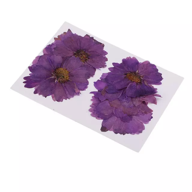 20 Pcs Dried Coreopsis Flowers Nature Flowers Dried Flower Pressed Flowers