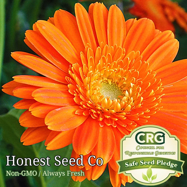 150+ Calendula Flower Seeds | Non-GMO | Heirloom | Fresh Garden Seeds from USA