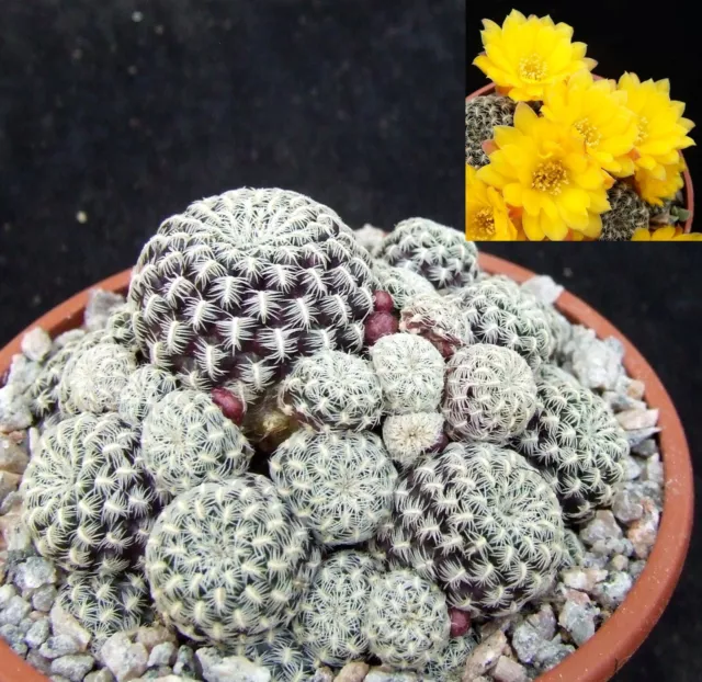 Sulcorebutia Langeri choice flowering-size 6.6cm collectors Bolivian cactus