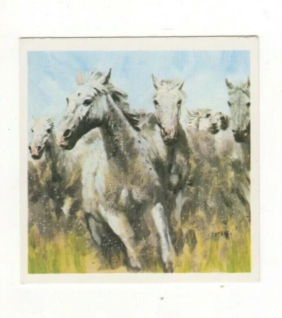 Horses in the Service of Man Trade Card - The White hoses of Carmargue, France