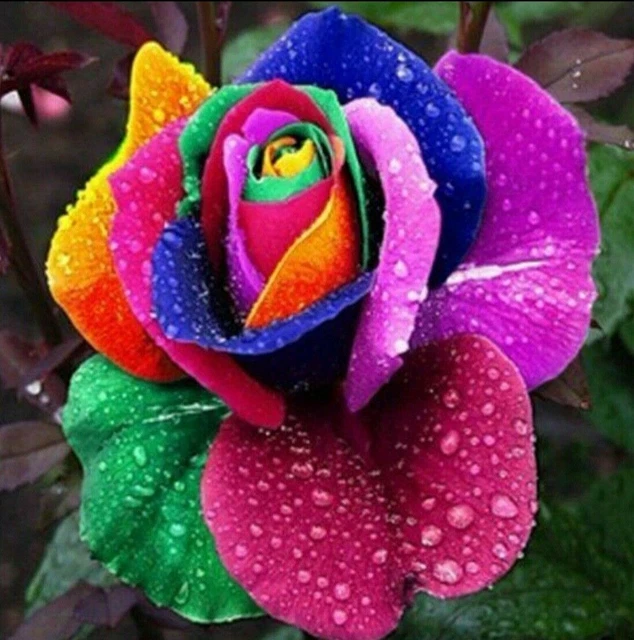 10 X RARE Multi Colours Rainbow Rose Seeds Garden Plant Flower Quality Seedling
