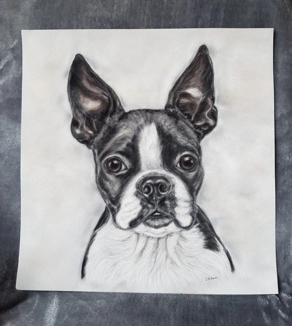 Original Pastel Painting Boston Terrier Art by Artist Tracey Earl 12"×12"