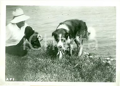 1941 LISBONA L'unico cane al mondo a pesca di granchi *FOTOGRAFIA