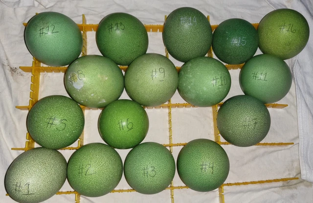 ¡Raro! Cáscaras de huevos de casuario