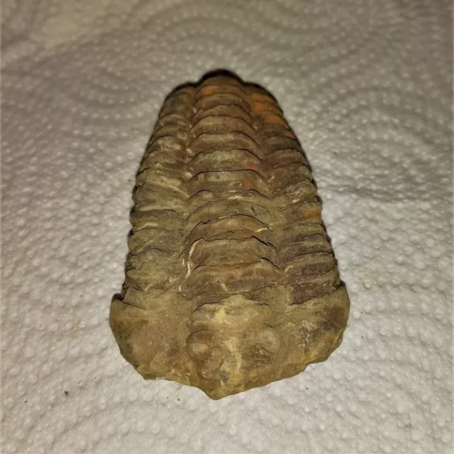 Sonderangebot Fossil Trilobit Trilobiten Calymene Marokko Fossil Flexicalymene N