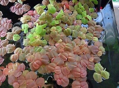 15 Nickle Size Red Root Floaters! Live aquarium Floating plants!FREE S/H Nice!