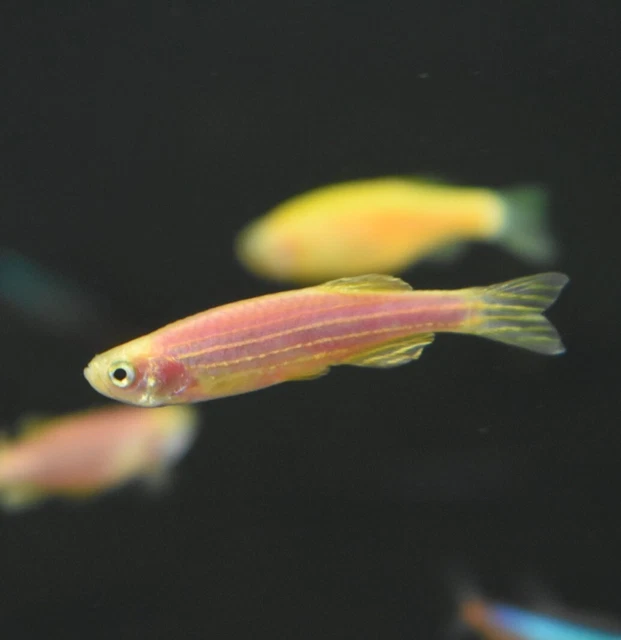 Live Assorted Rainbow Glow Danio (Pack of 6 Aquarium Fish) *PLS READ DESCR* 6