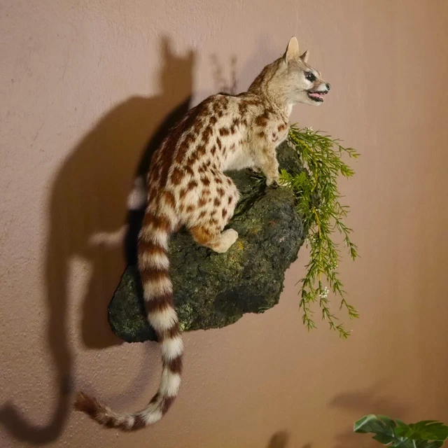Ginsterkatze Gato Preparado Con Abierta Pesca En Decoración Podio 84.110.3 3