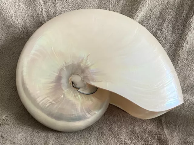 White PEARL NAUTILUS Beach Decor SEASHELL  6.5" -7'” Sea  Shell