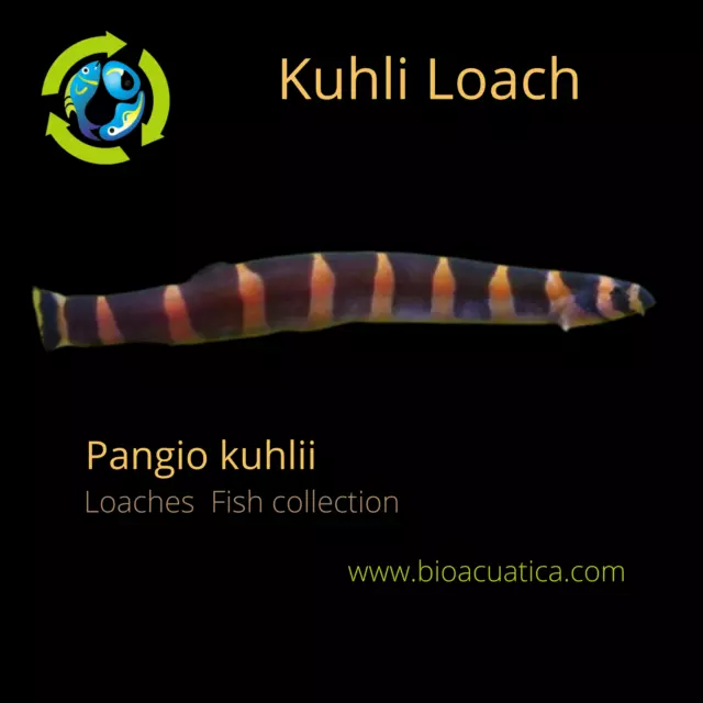 3 CUTE KUHLI LOACH 2 INCHES (Pangio kuhlii)