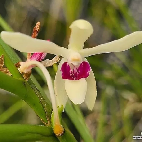 Orchid Orchidee Luisia thailandica x Vanda falcata (FS, RK)  (no.73)