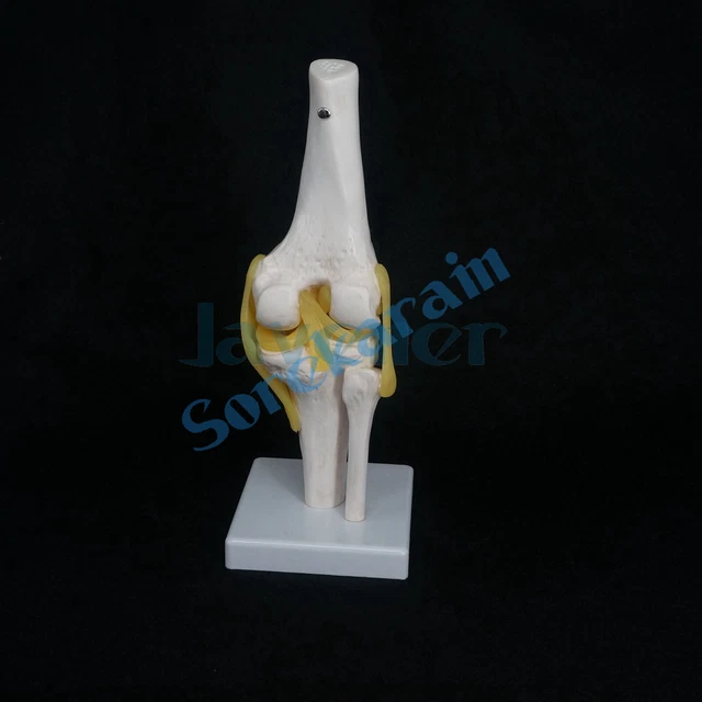 LIFE SIZE SHOULDER Joint Anatomical Model Skeleton Human Medical