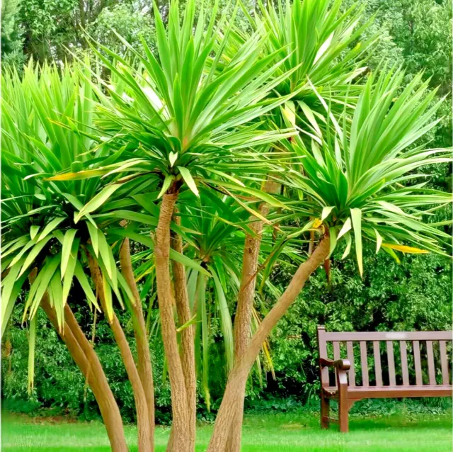 Cordyline australis, Cabbage Palm, Torbay Palm - 50 pieces fresh seeds