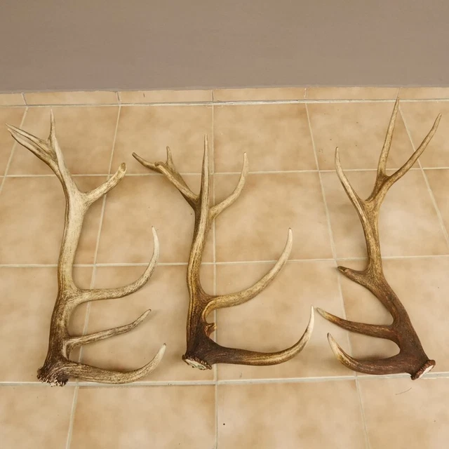 3 Pieza Ciervo Rojo Abwurf Cornamenta Barras para Decoración Longitud 72-77CM