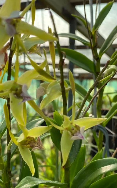 Dendrobium bicaudatum Orchid Species