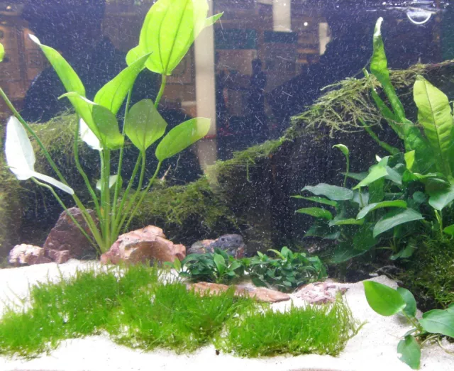 XL LOT PLANTES AQUATIQUES AMÉRIQUE DU SUD POUR AQUARIUM 400 L, plantes d'aquarium, complet