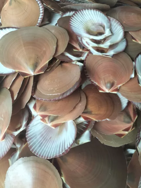 1/2 kg 500g sun scallop sea shells. Wedding, craft, art, beach decor hamptons