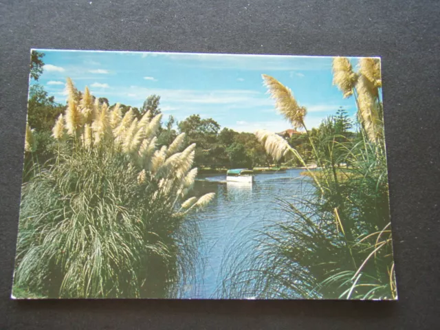 Adelaide S.a. A Scene On The River Torrens - Postcard