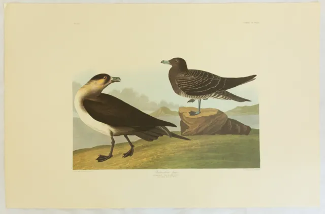 The Birds of America. Audubon. Richardson's Jager. Amsterdam Edition.
