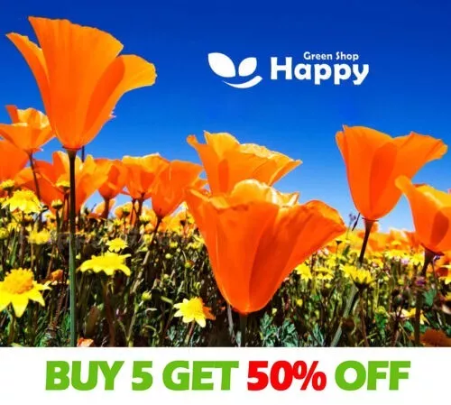 CALIFORNIAN POPPY GOLDEN WEST - 2300 SEEDS - Eschscholzia californica - FLOWER