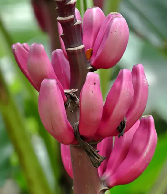 Musa velutina - Pink Dwarf Banana - 5 Seeds