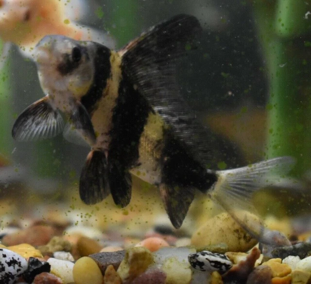 Live Hi-Fin Banded Shrk (3-3.5" Rare Algae Eater Sucker Fish) *PLS READ DESCR* 3