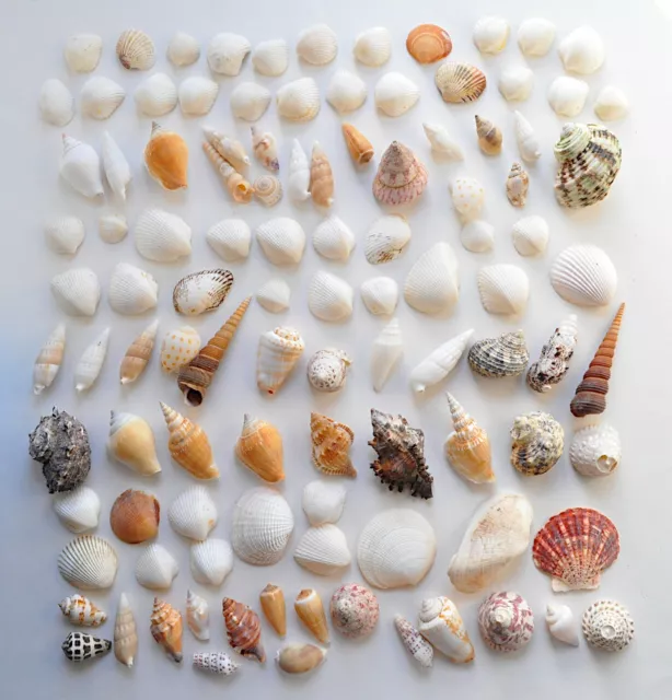 Mixed Lot 100+ Sea Shells Hebrew Cone Scallop Strombus Turitella Conch Florida