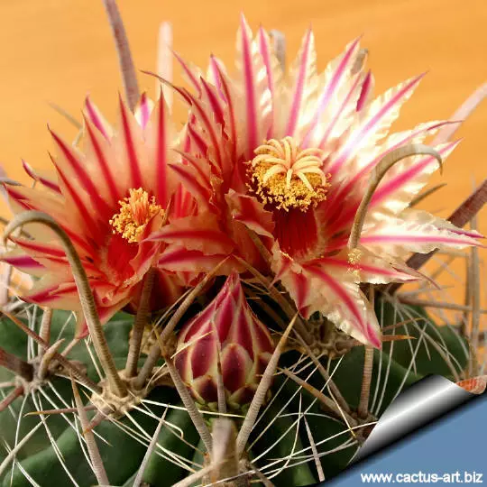 10,000  seeds Ferocactus herrerae