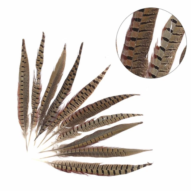 10x Fasan Schwanzfeder Goldfasan Feder Basteln Indianerfedern Federschmuck 10x Fasan Schwanzfeder Goldfasan Feder Basteln Indianerfedern Federschmuck