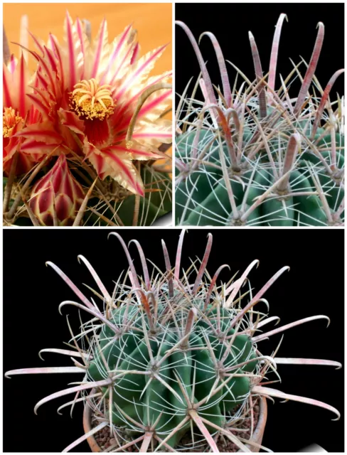 10 graines de Ferocactus herrerae, cactus seeds , F