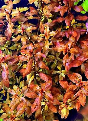 Ludwigia Repens 5 Stems with Roots Bright Red Live Aquarium Freshwater Plant