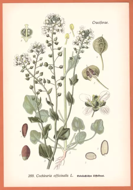 Echtes Löffelkraut  Cochlearia officinalis  Heilpflanze THOME Lithographie 1890