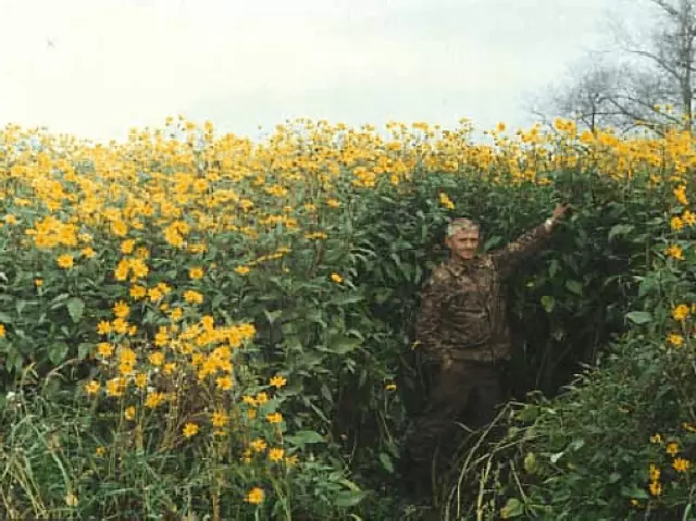 JERUSALEM ARTICHOKE TUBERS BULBS PERENNIAL PLANT  x 15   PLANT NOW MARCH