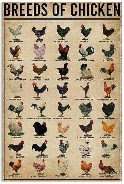 Breeds of Chickens Poster Vintage Metal Tin Signs Coffee Shop Rooster Iron Paint