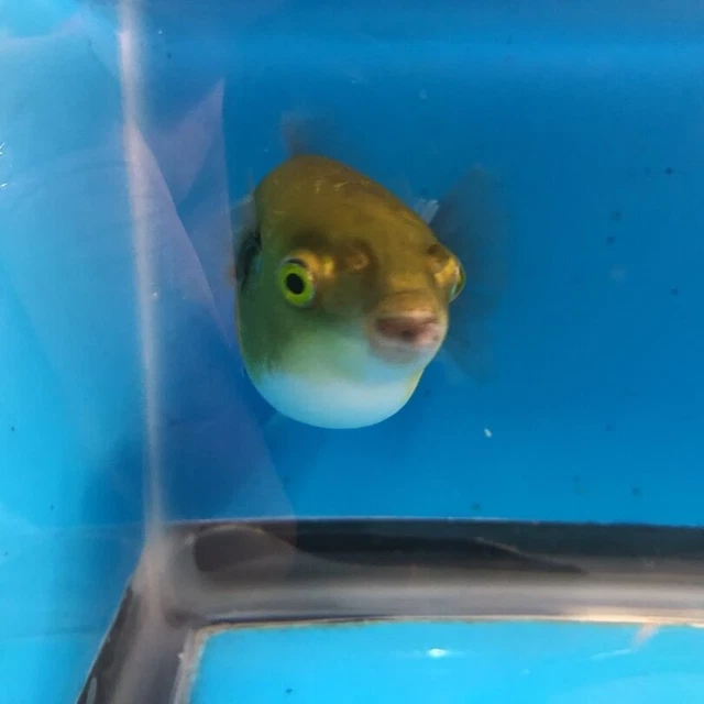 Freshwater avacado puffer 1.75" in length live tropical fish 2