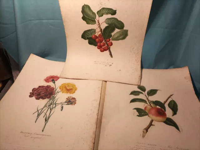 Lot De 3 Grandes Planches "Botanique" Vers 1900