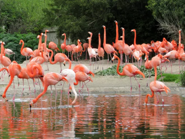 Photo 6x4 Flamingoes at Slimbridge Seen at the Wildfowl & Wetlands Trust' c2019