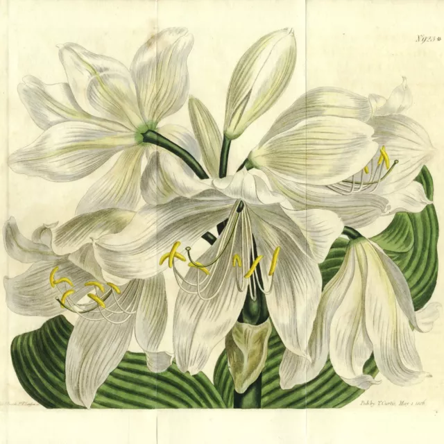 Rare 1806 Curtis Botanical Colored Folio Engraving No. 923, AMARYLLIS ORNATA