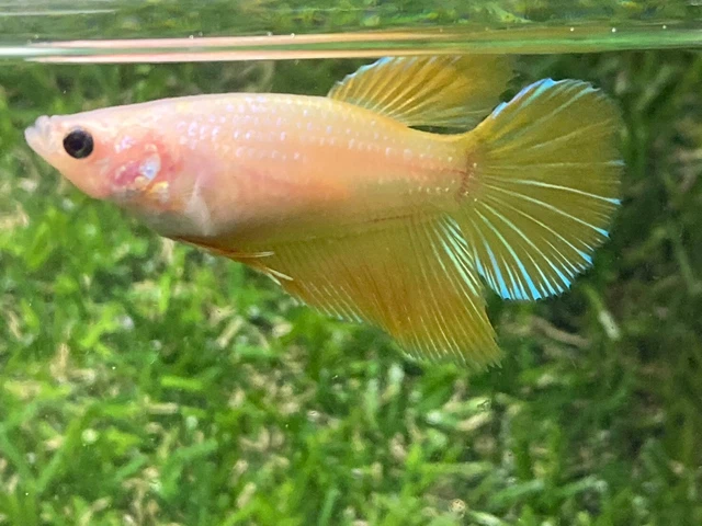 Live Betta Fish - Female - Fancy Yellow Half Moon HMPK,Age 3 month From Thailand