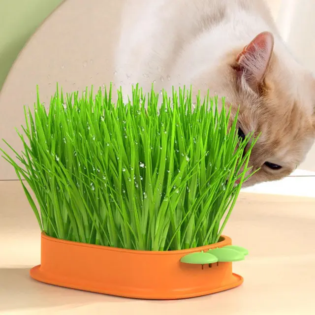 Cat Grass Planting Box Plant Growing Kit Hydroponic Cat Grass Soil-Free Planter/
