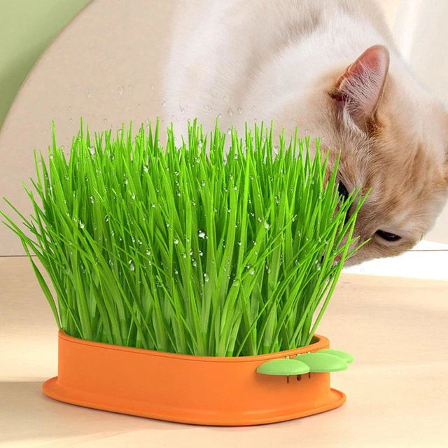 Cat Grass Planting Box Plant Growing Kit Hydroponic Cat Grass Soil-Free Planter