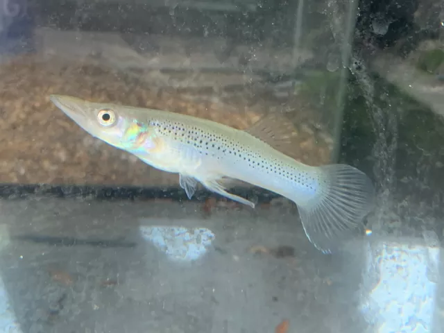 Pike Livebearer (Belonesox belizanus) - Live Freshwater Aquarium Fish - Mini Gar