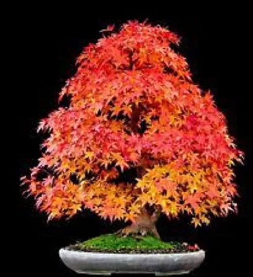 25 x Sugar Maple Tree seeds - Acer Saccharum - Rock Maple