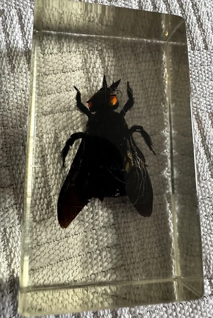 TAXIDERMY REAL BUGS / Insects In Clear Acrylic Block Resin Small ...