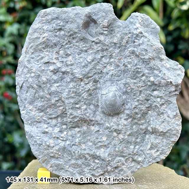 Fossil Crinoid and Shell Block, Thorncombe Beacon, Jurassic Coast, Dorset
