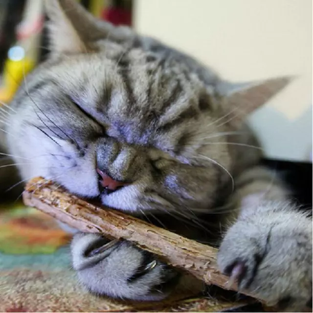 15/20pcs Natural Fruit Matatabi Cat Snacks Sticks Catnip Pet Cat Molar Rod #F