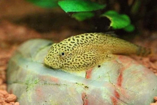 1 Pair Live Chinese Butterfly Pleco Rare Freshwater Tropical Fish High Quality A