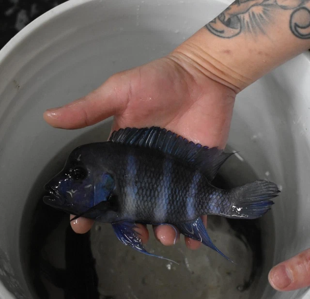 Live 6-7" Blue Zaire Full Mask Frontosa Large Aquarium Fish *PLS READ DESCR* 3